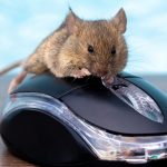 Prévenir l'invasion de rats : meilleures pratiques pour les entreprises tech