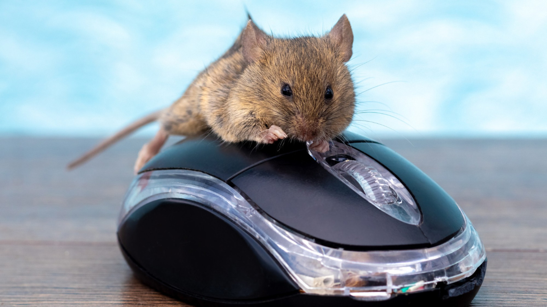 Prévenir l'invasion de rats : meilleures pratiques pour les entreprises tech